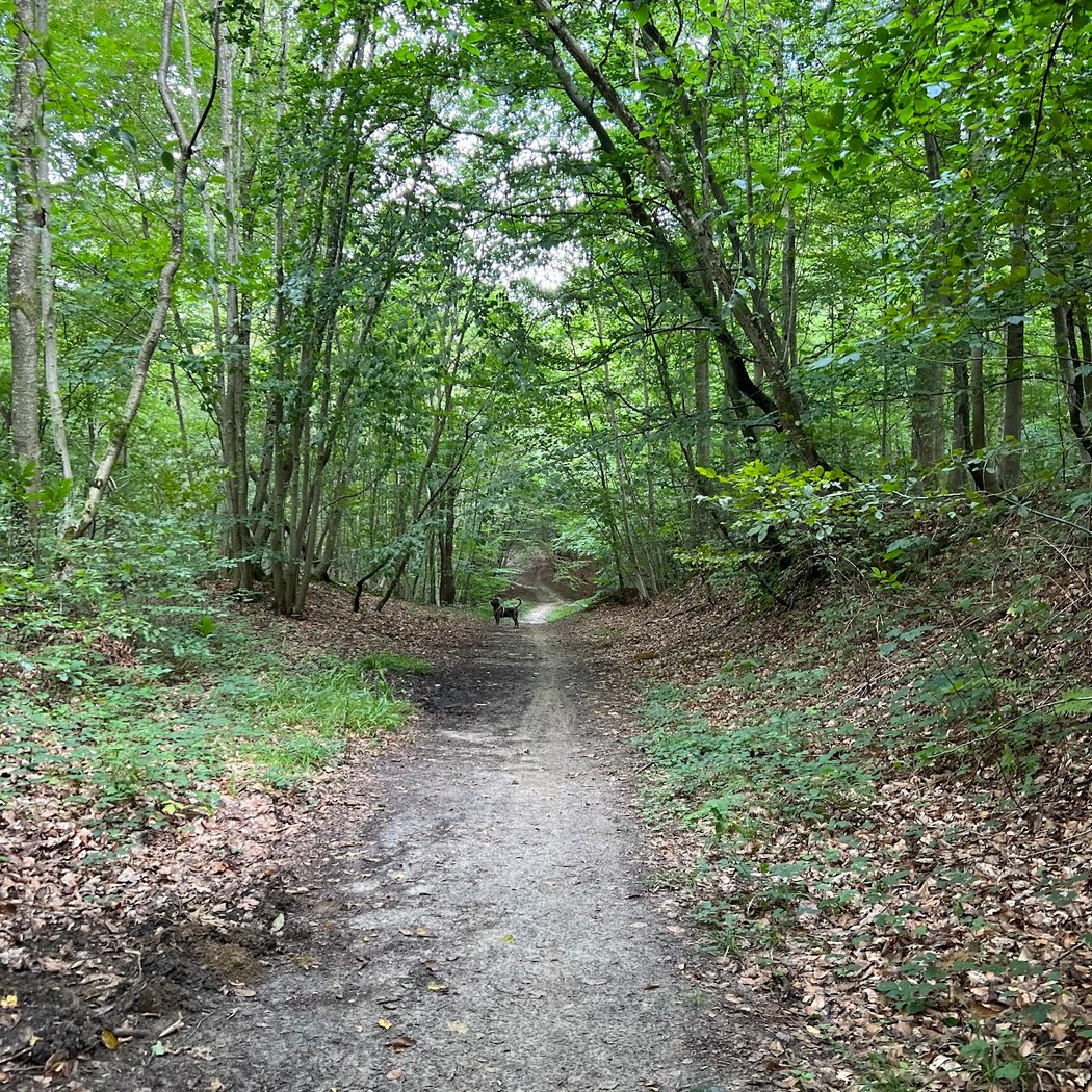 Promenade du Mont du Tremble 3