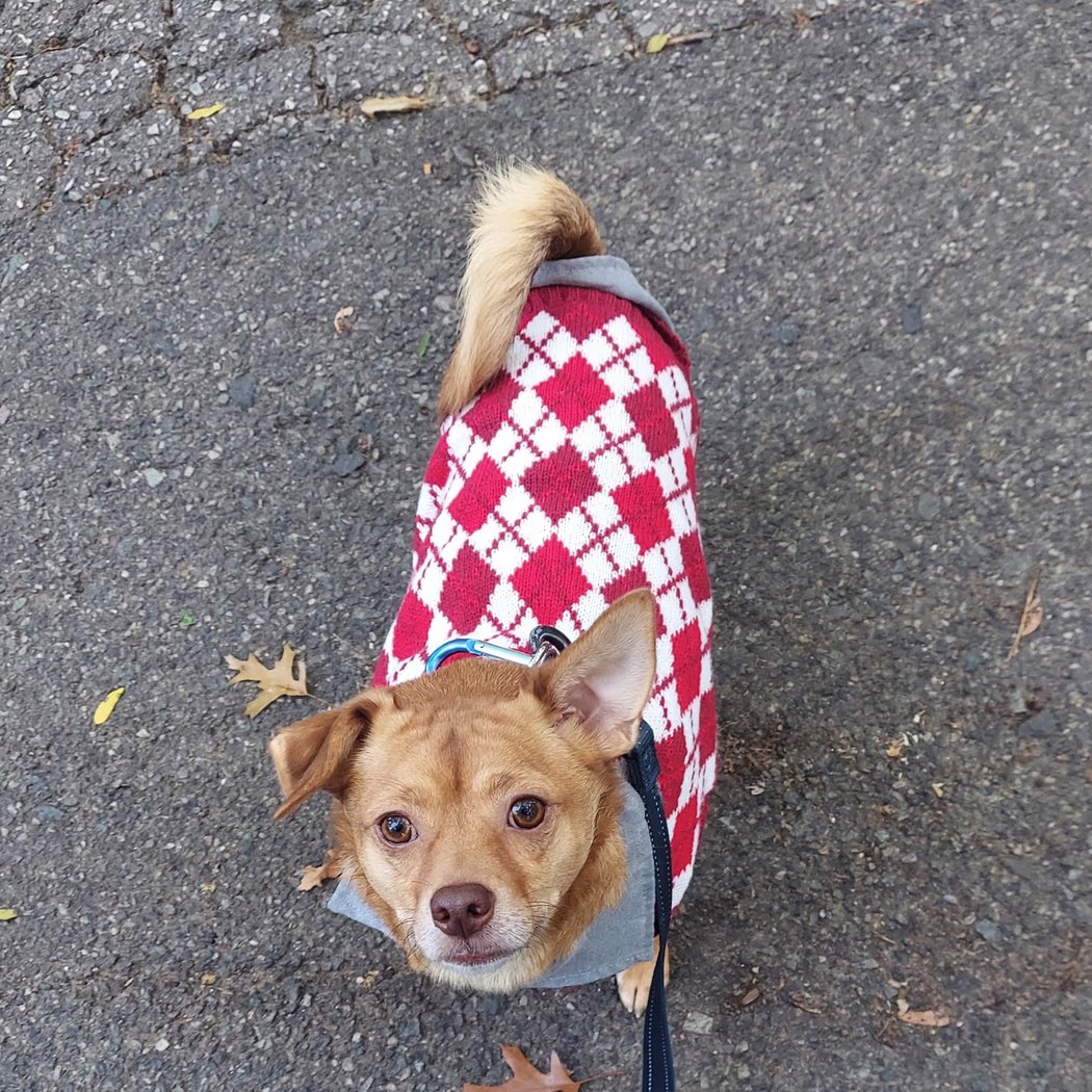 Muddy Paws Rescue 3