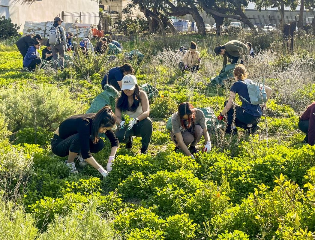 Second Saturdays: Volunteer Stewardship in Franklin Park