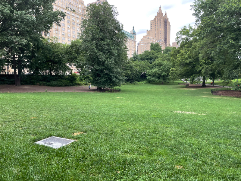 Central Park 5