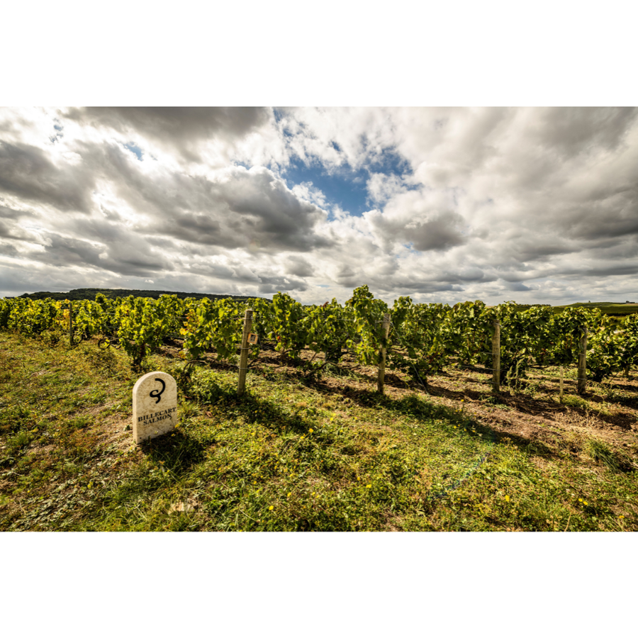 Holiday Champagne Tasting: Billecart-Salmon 1