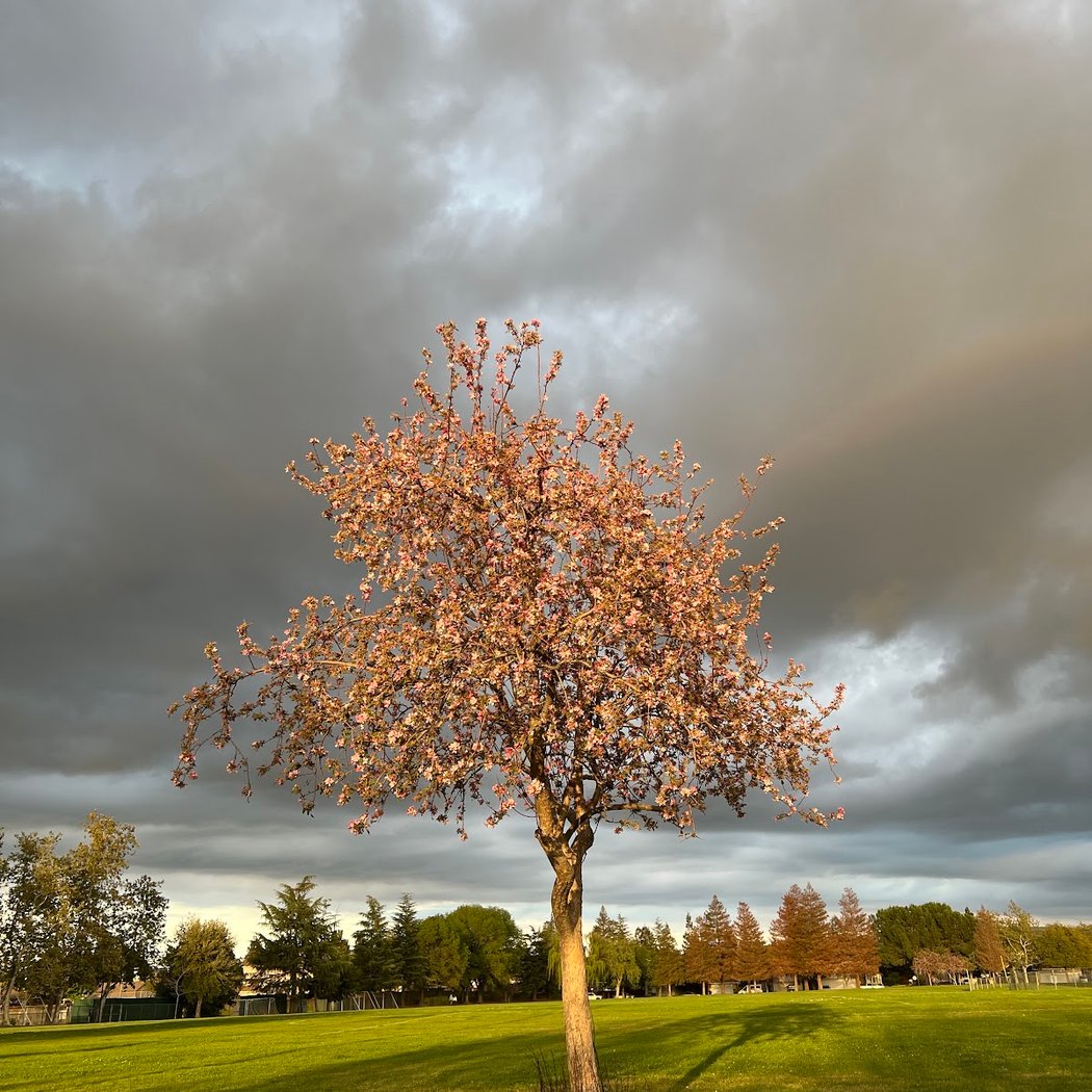 Robert Livermore Park 1