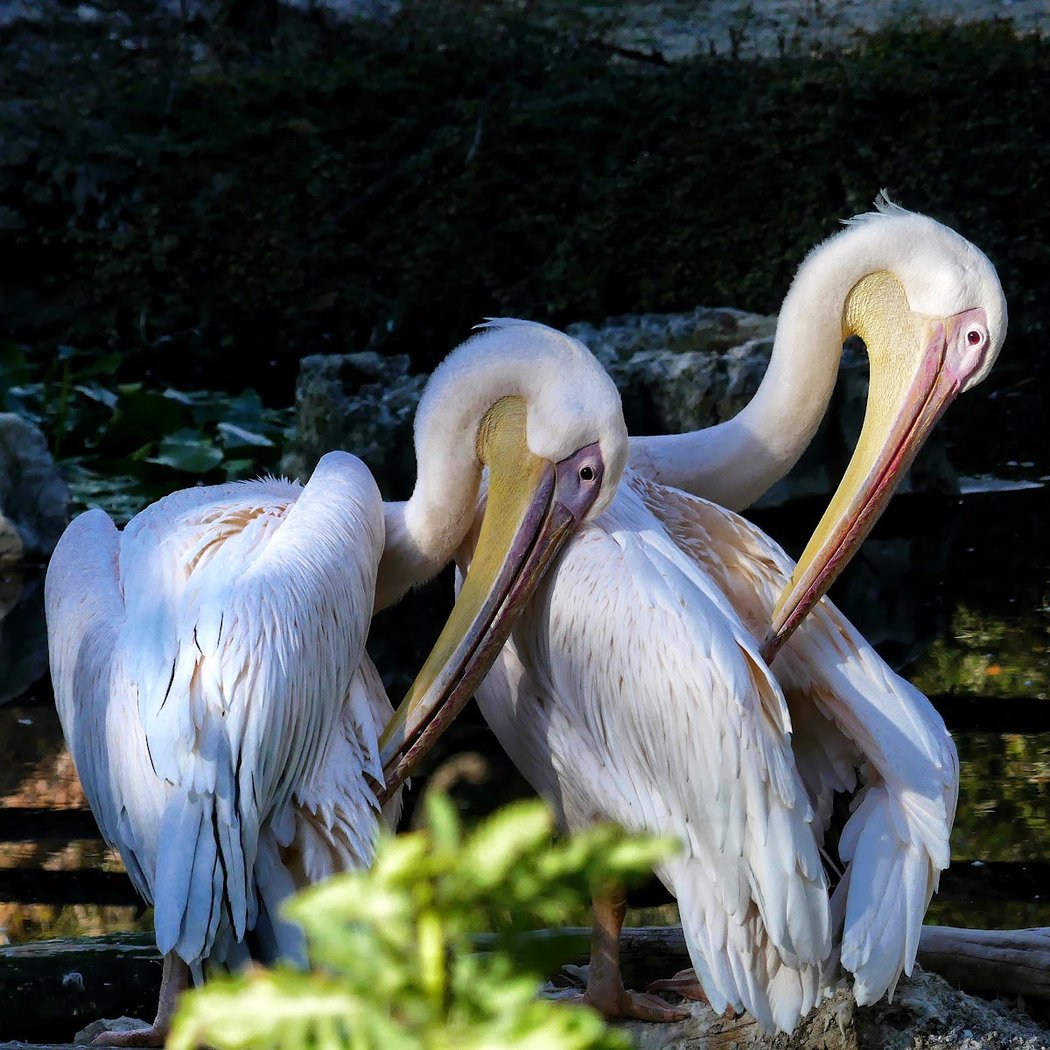 Animal Park of Gramat 3