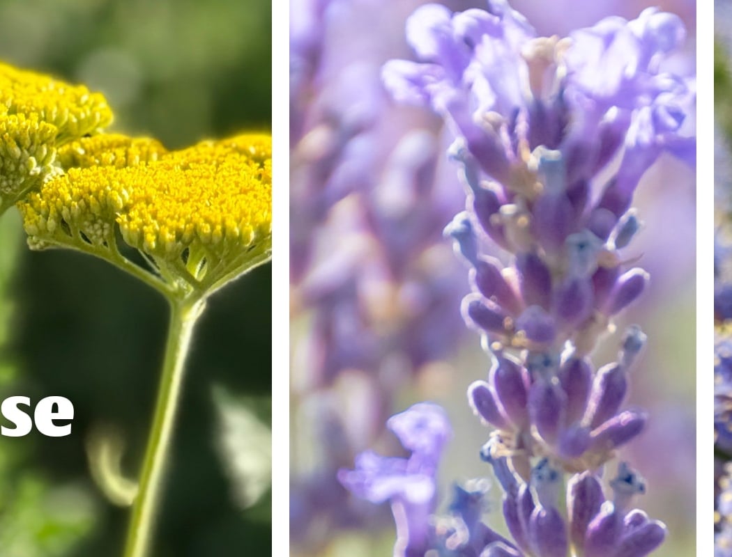 Create a Water-Wise Garden: Drought-Tolerant Plants for the Bay Area 1