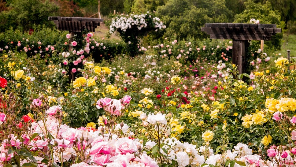Walnut Creek Garden Club Monthly Meeting