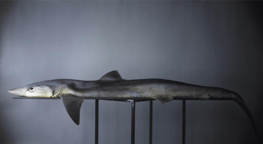 Shark by Richard Learoyd