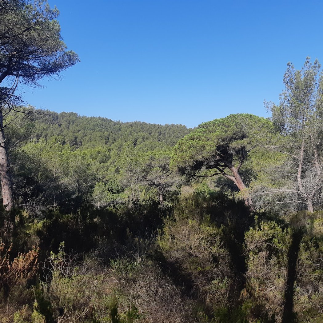 Forêt de Janas 3