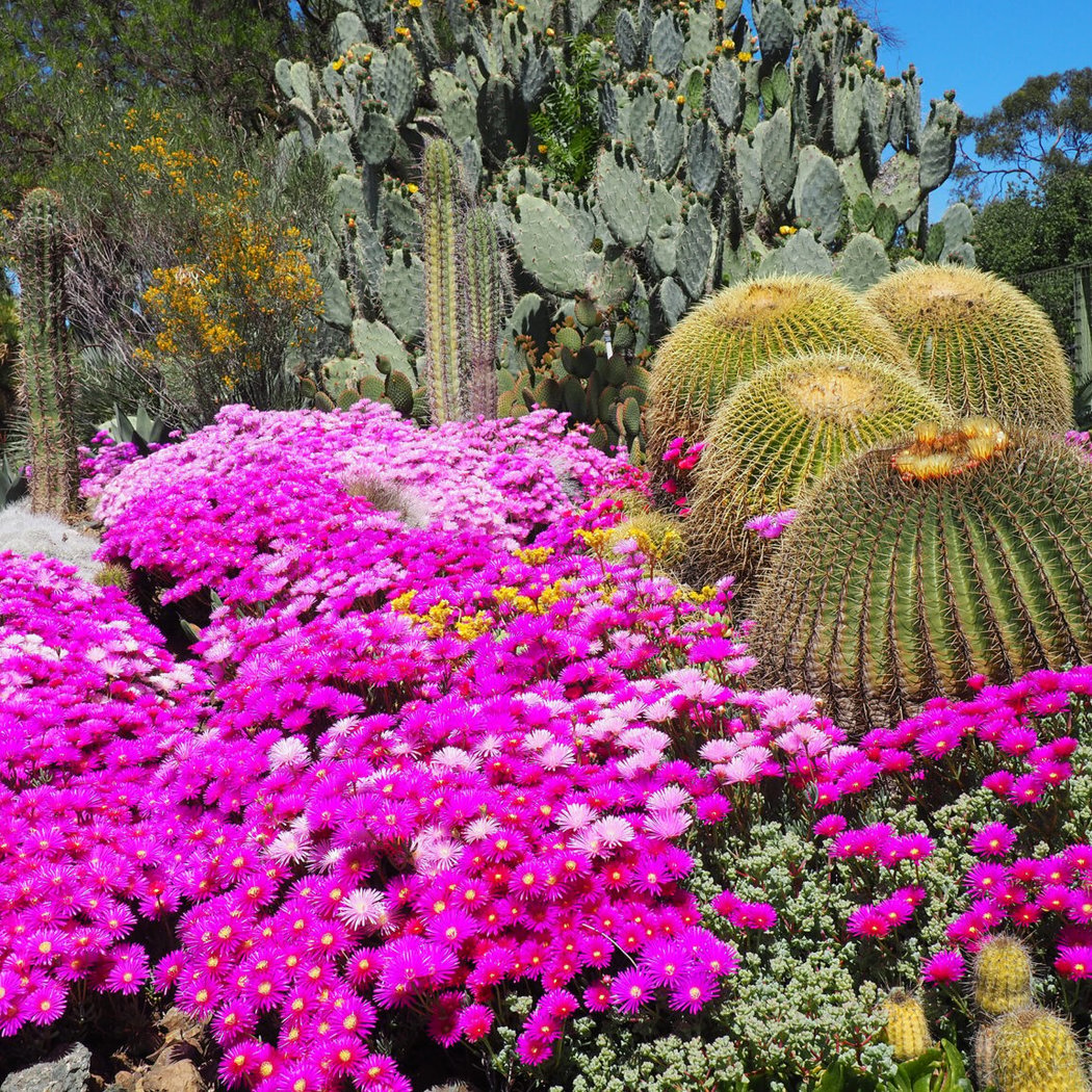 Dry Garden Botany Series - Mesembs Webinar 1