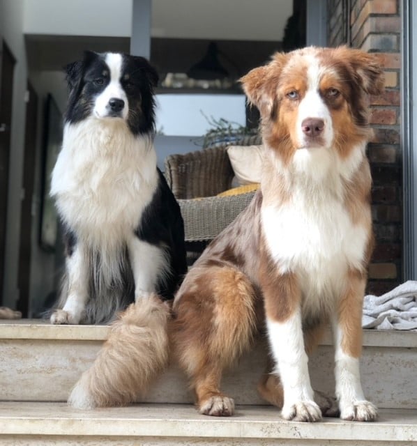 Un Amour de Chien, éducation et comportement canin Hauts de Seine (92) 3