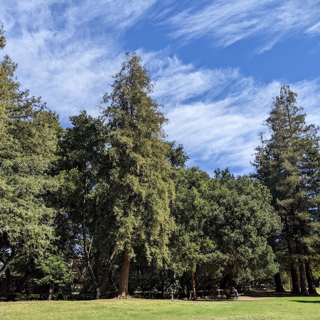 Palo Alto Tree Care Workday & Training #3 1