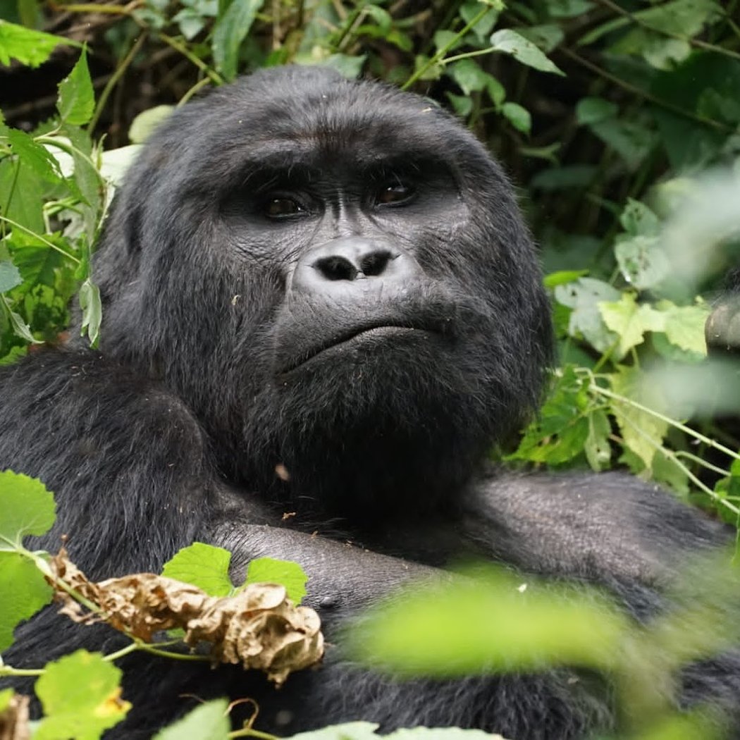 Bwindi Impenetrable Forest 1