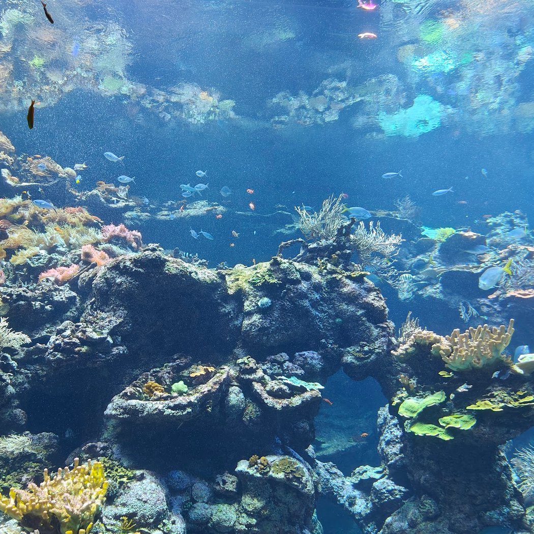 Steinhart Aquarium 5