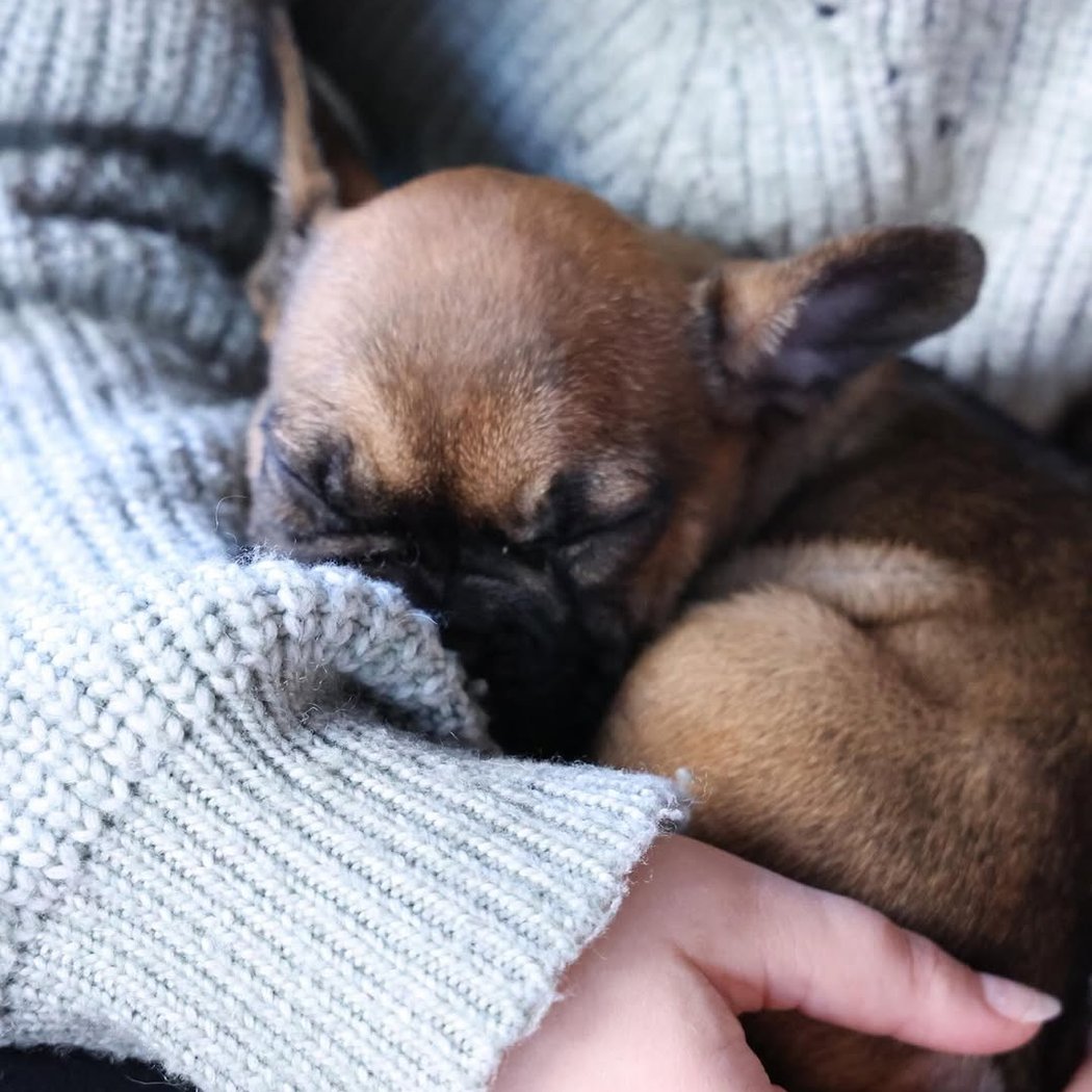 French Bulldog Puppy Yoga 3