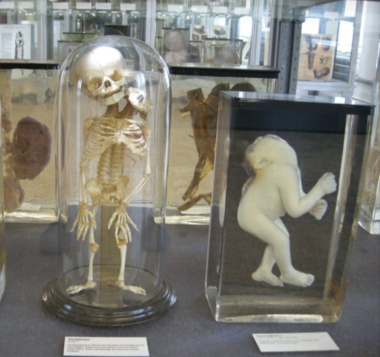 Berlin Museum of Medical History of the Charité 1