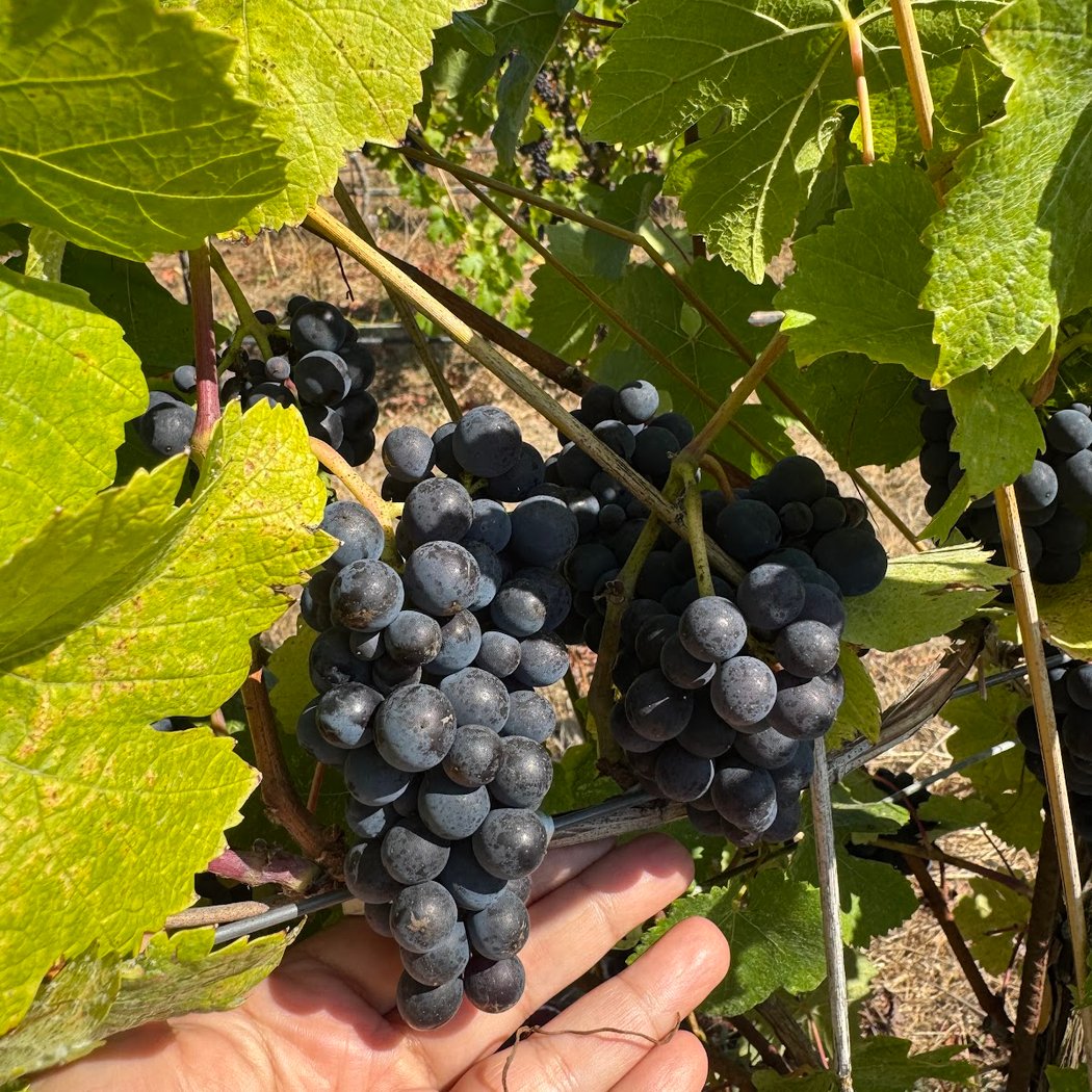 Sebastopol Wineries Collective Tasting 3