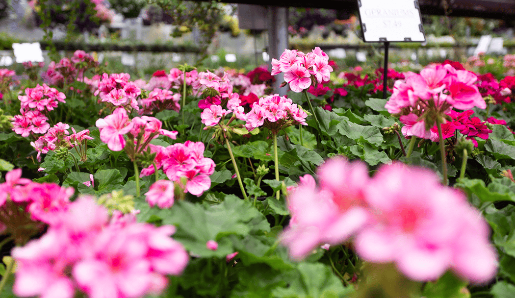 Summer Gardening Class 2