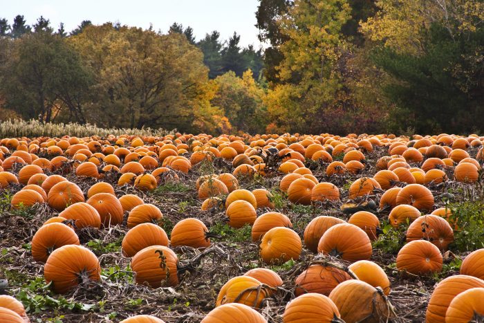 Pumpkin Patch 2