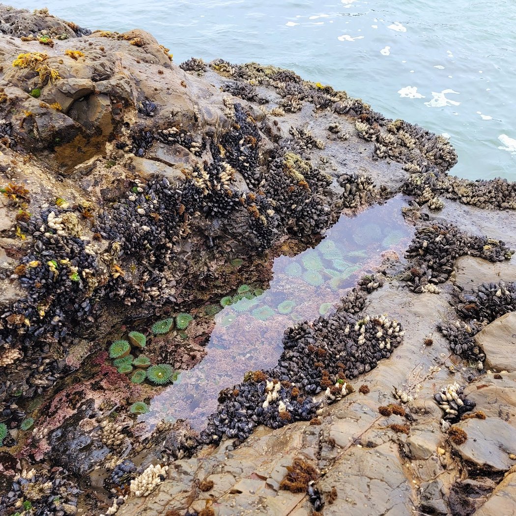 Tidepools 1