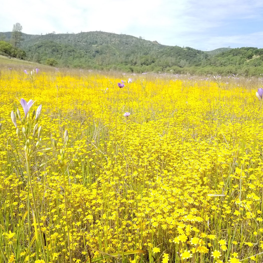 Missimer Snell Wildflower Preserve 4
