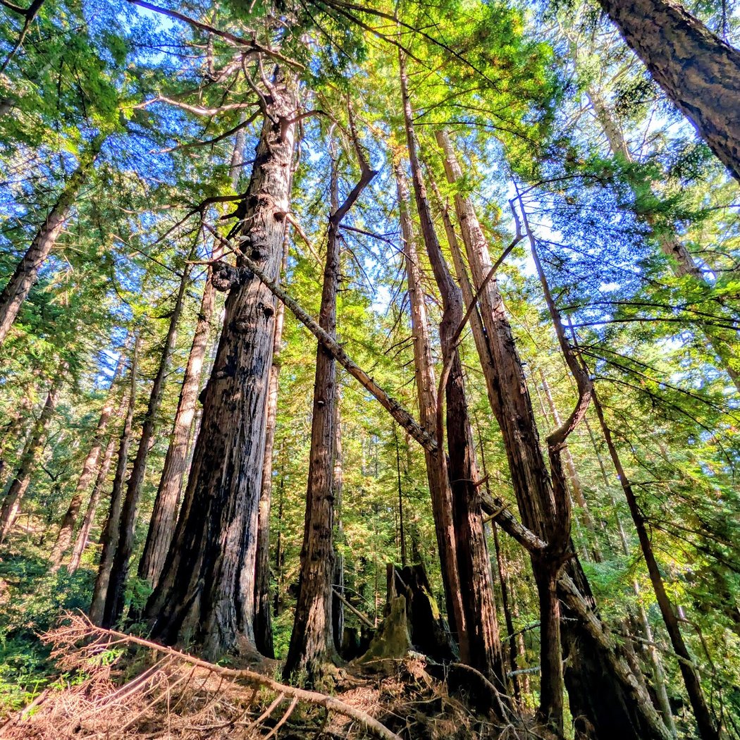 Butano State Park 1