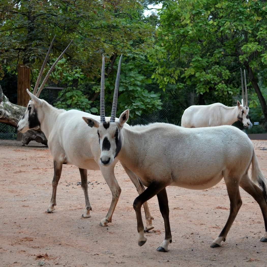 La Ménagerie, le zoo du Jardin des Plantes 2