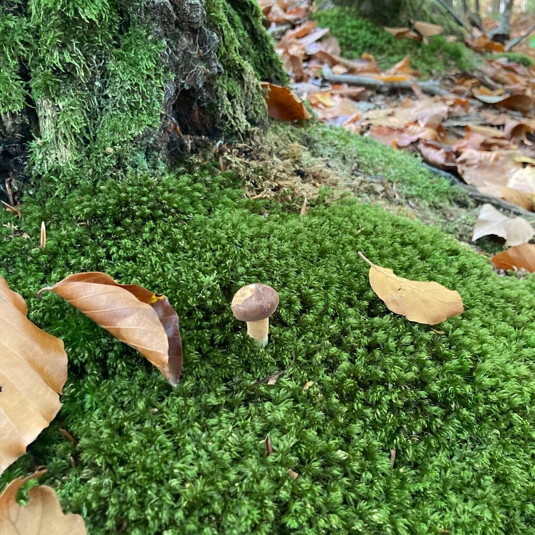 Parc des Nouettes 3