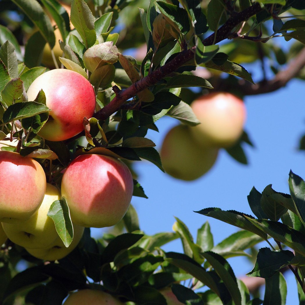Soons Orchards 1