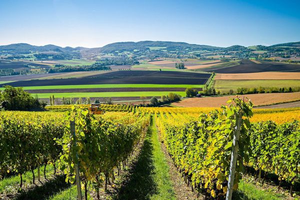 Tour d'horizon du Vignoble Français 1