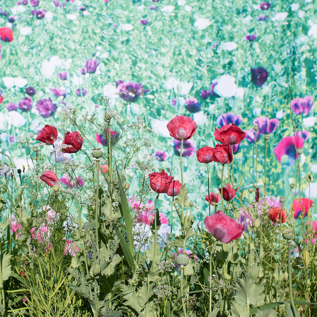 Pao Houa Her: The Imaginative Landscape 3