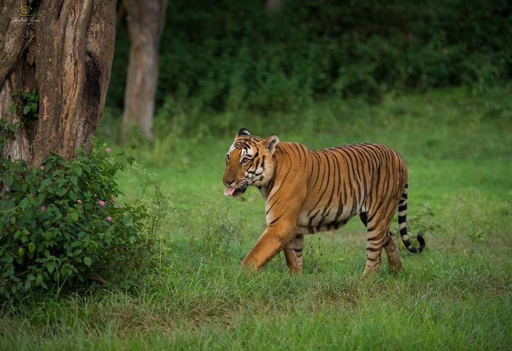 Bandipur National Park 1