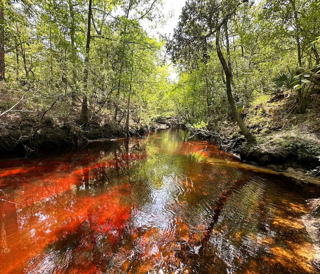 Jennings State Forest 1