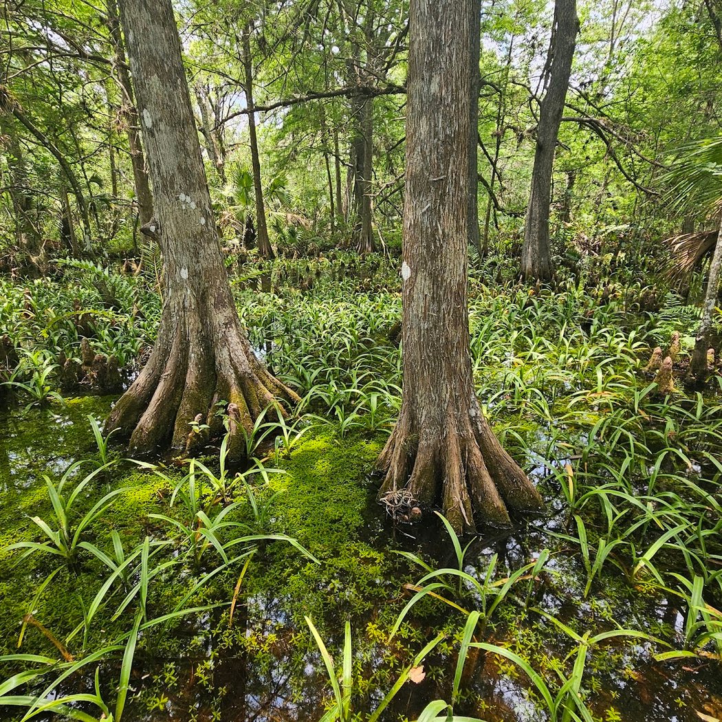 Fern Forest Nature Center 1
