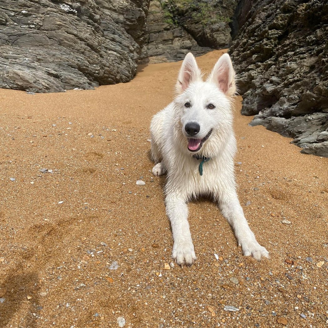 RespectDogs Saint-Herblain 2