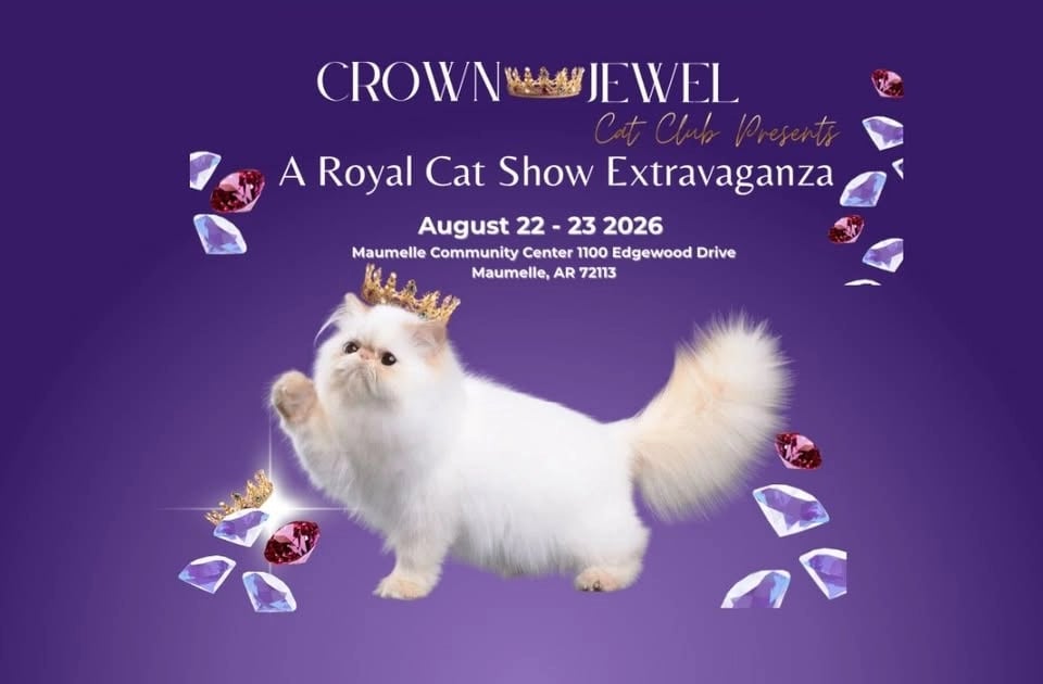 A Royal Cat Show Extravaganza 1