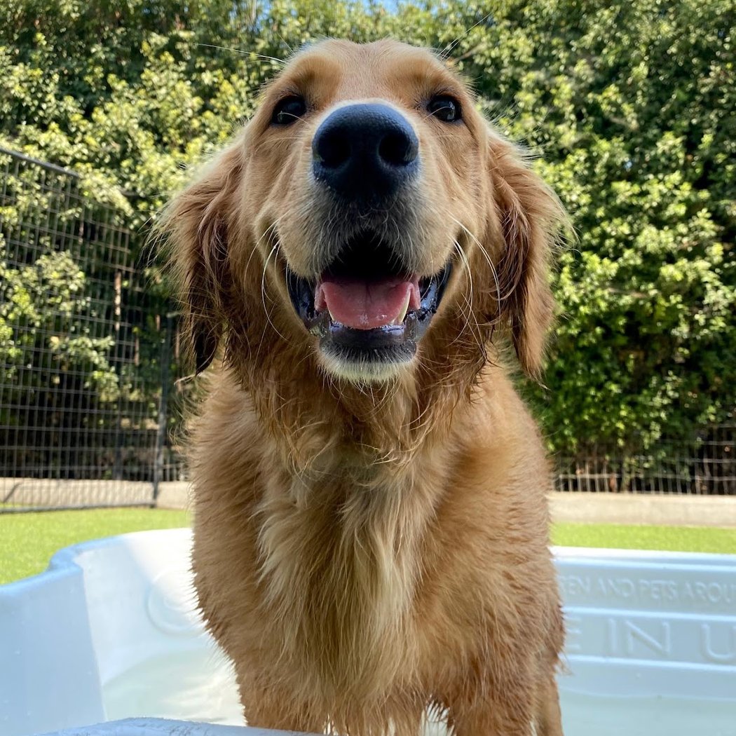 Dog Daycare Events 1