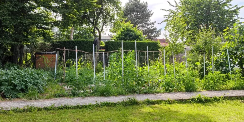 Ognon Le Potager Fleuri 2