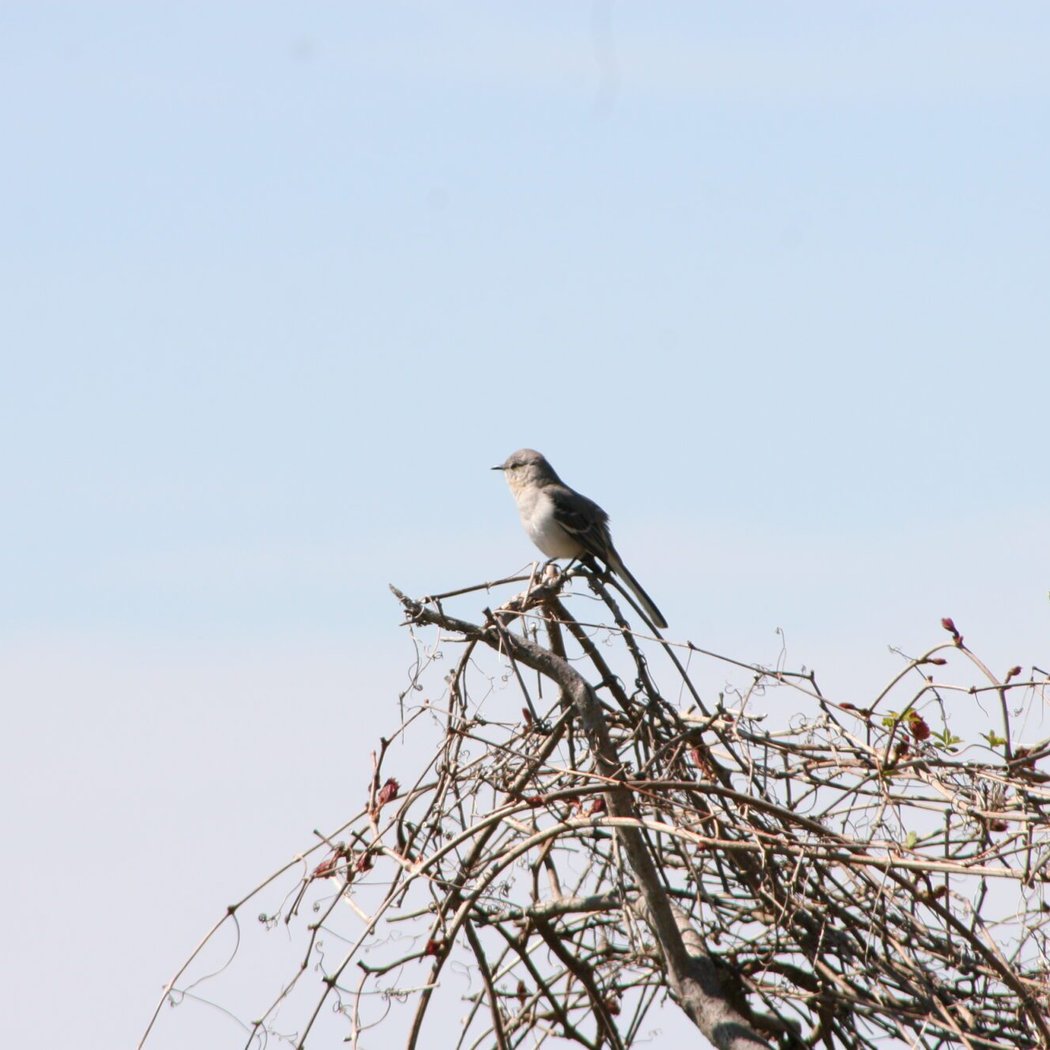 Bird and Nature Walk: Mount Loretto Unique Area 2