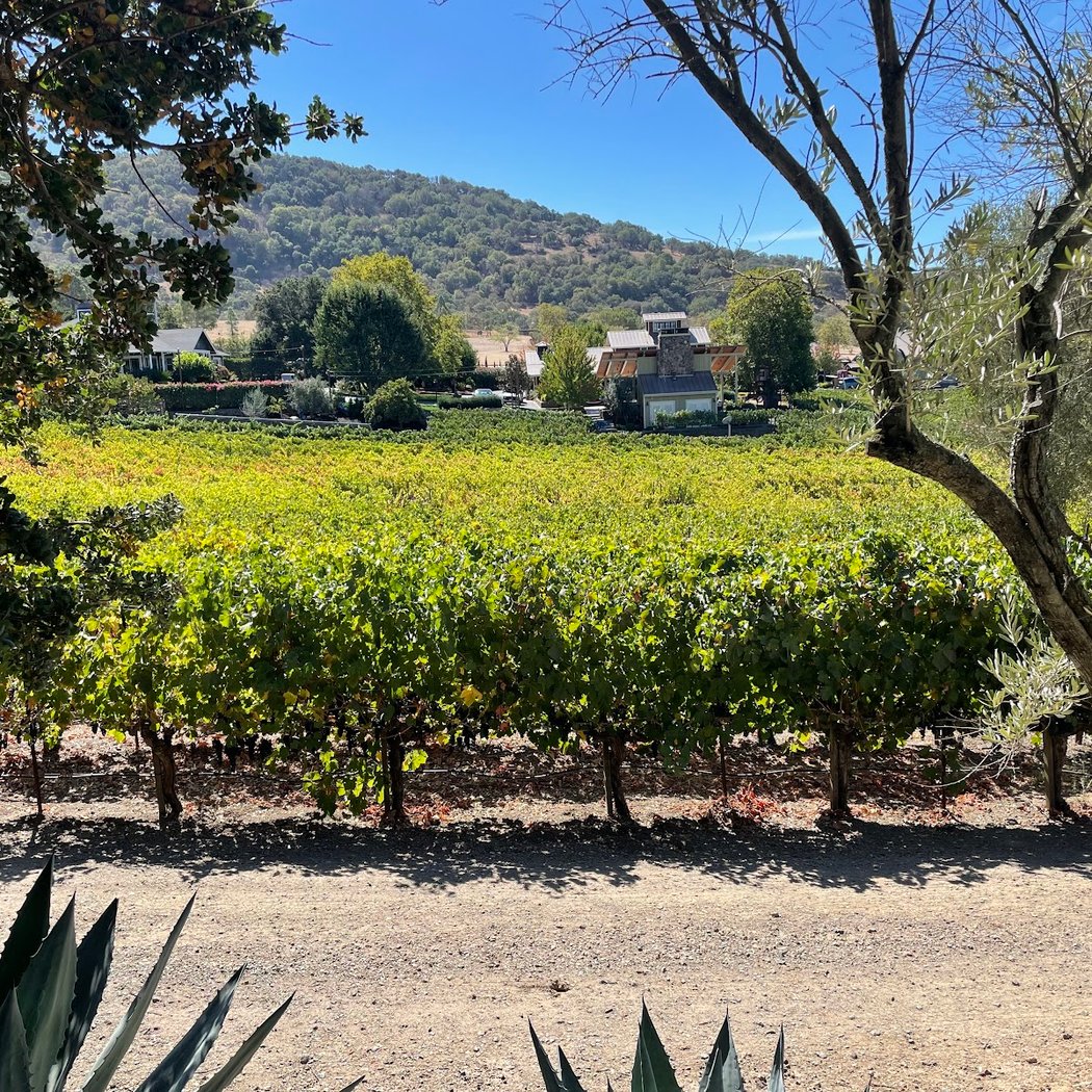 Black Cat Vineyard 3