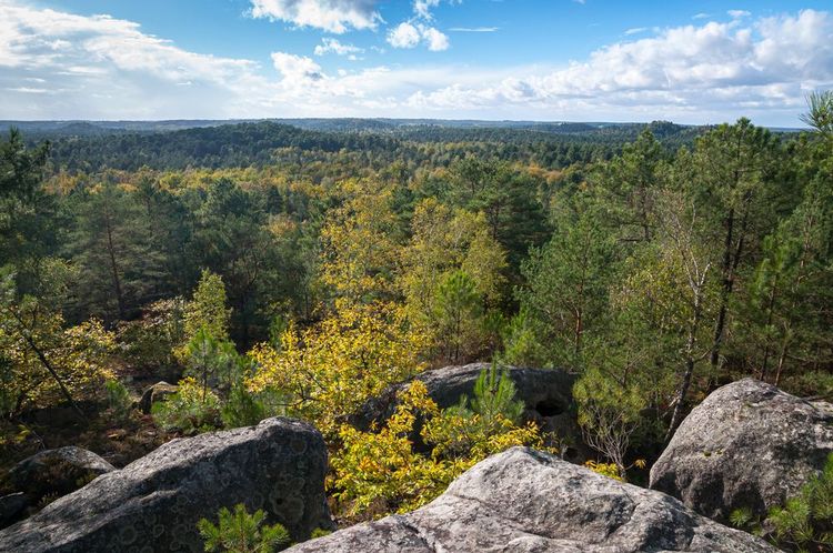 Forêt de Fontainebleau 2
