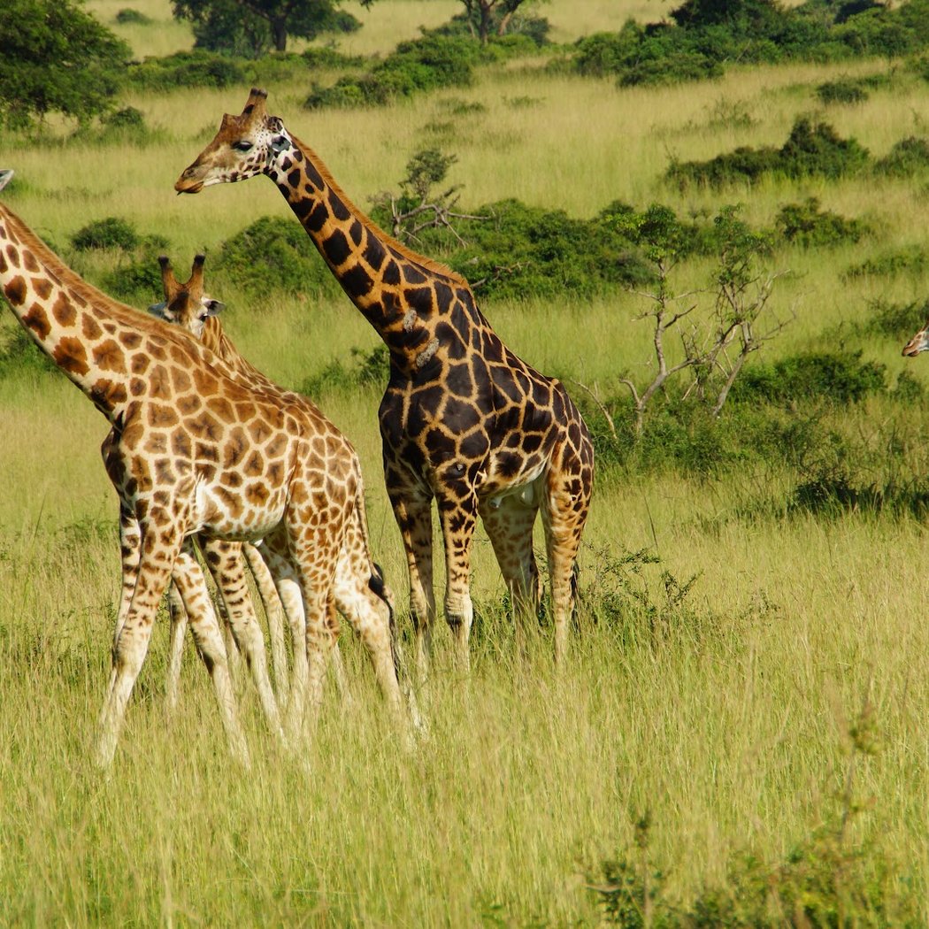 Murchison Falls National Park 2