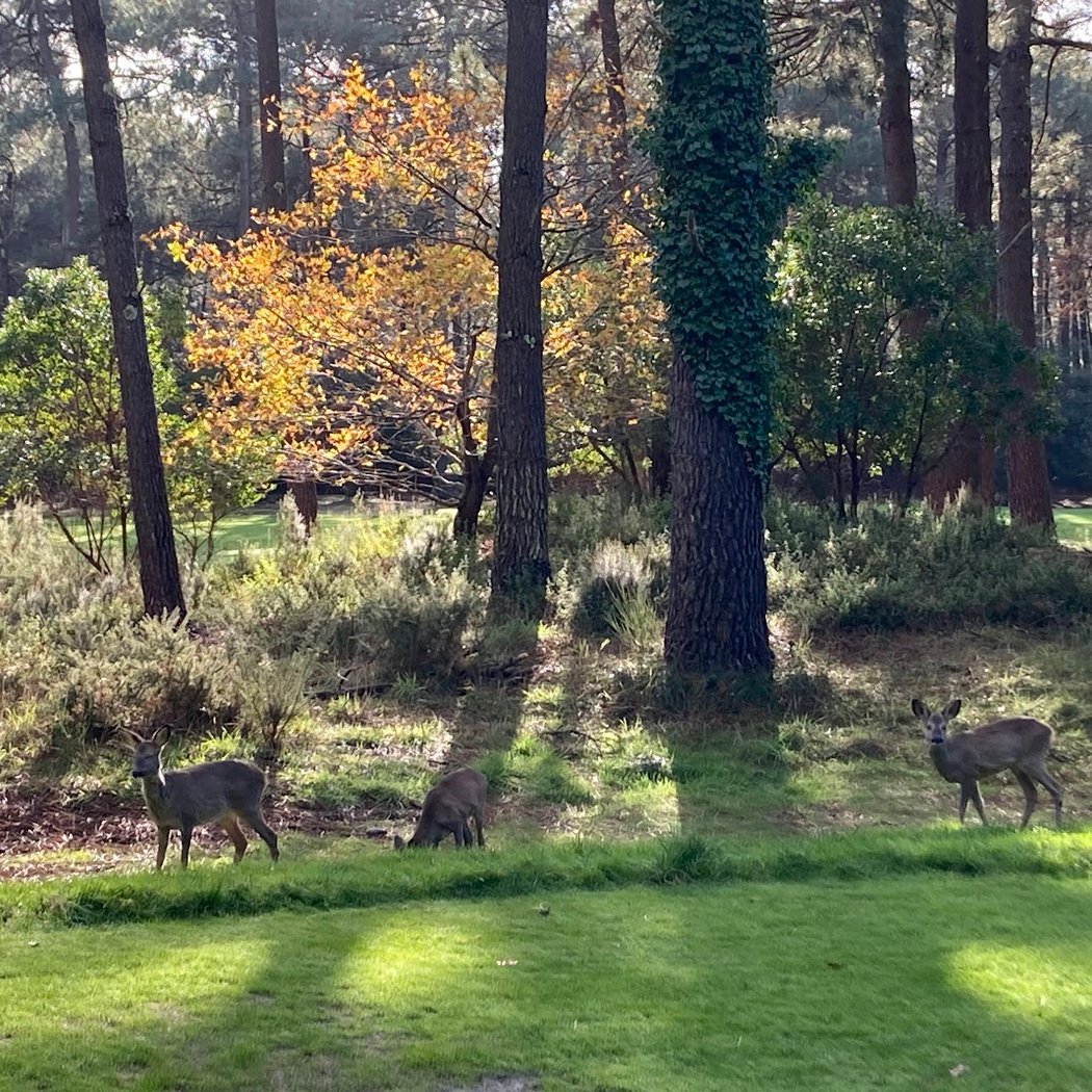 Garden Golf De Lacanau 4