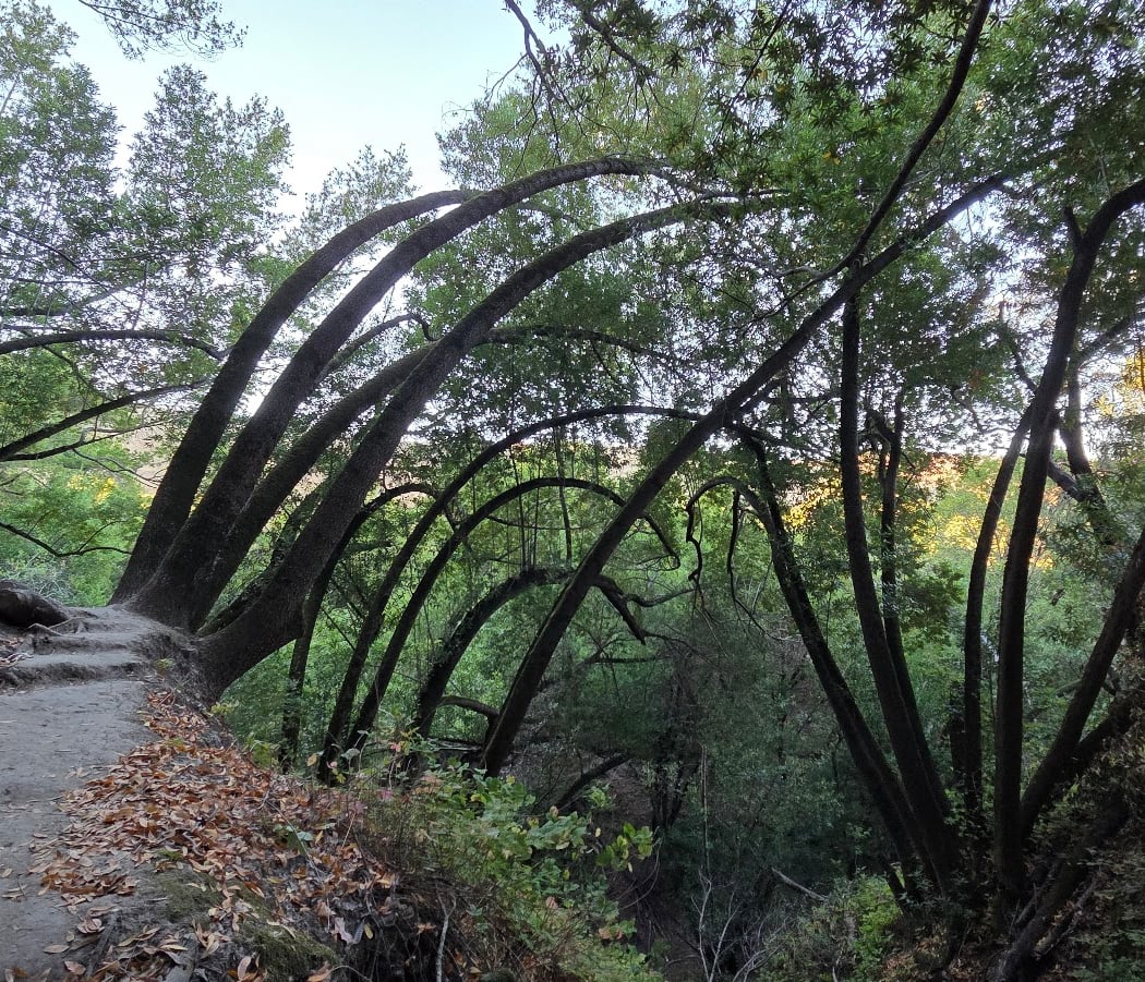 Start of Martin Canyon trail 1