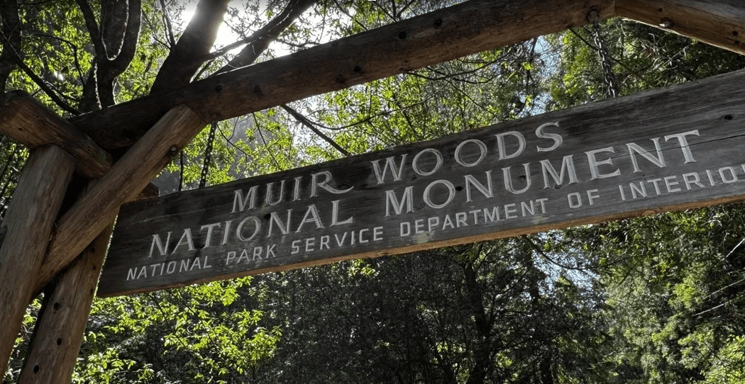 Muir Woods Ranger Led Walk 1