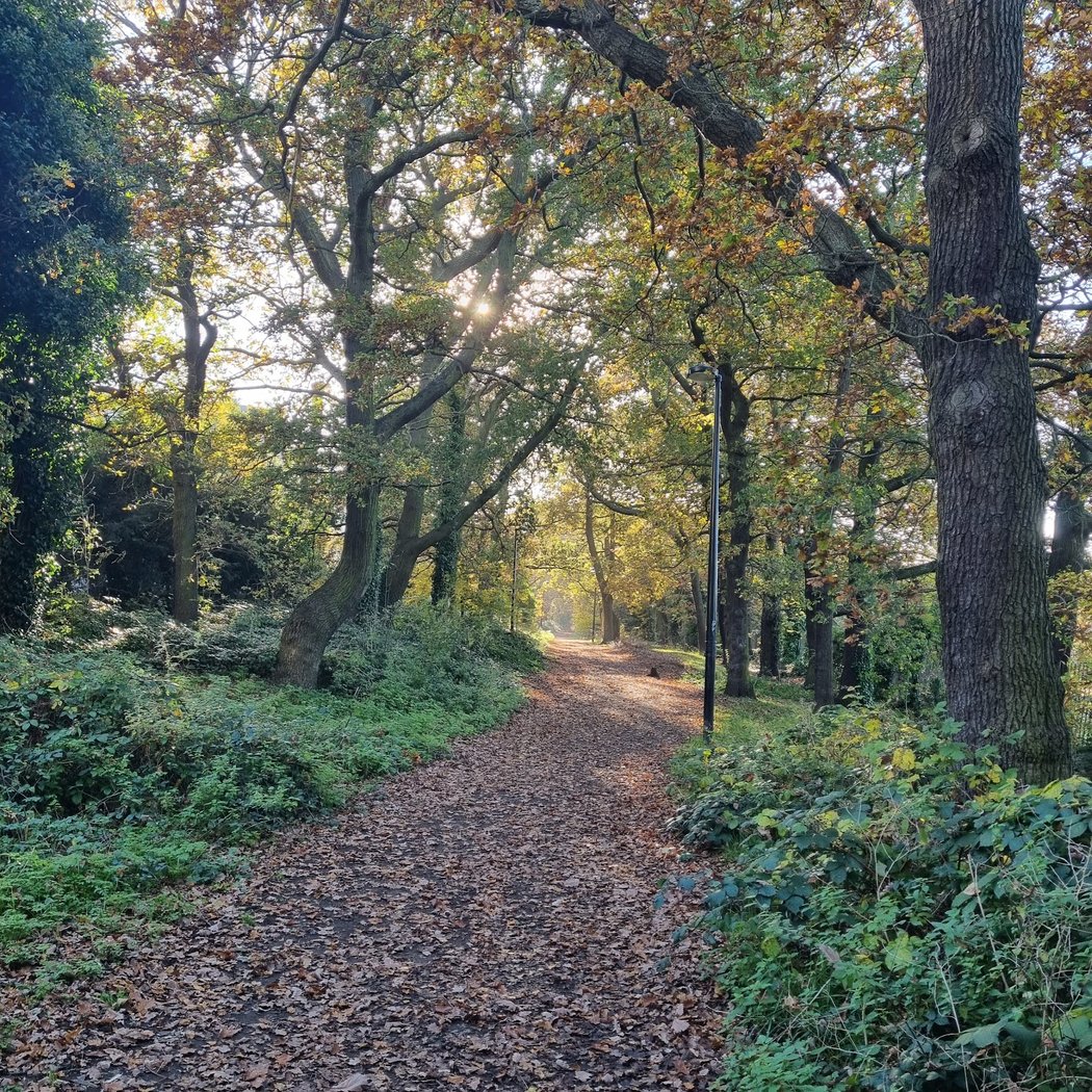 Sydenham Hill Wood 1
