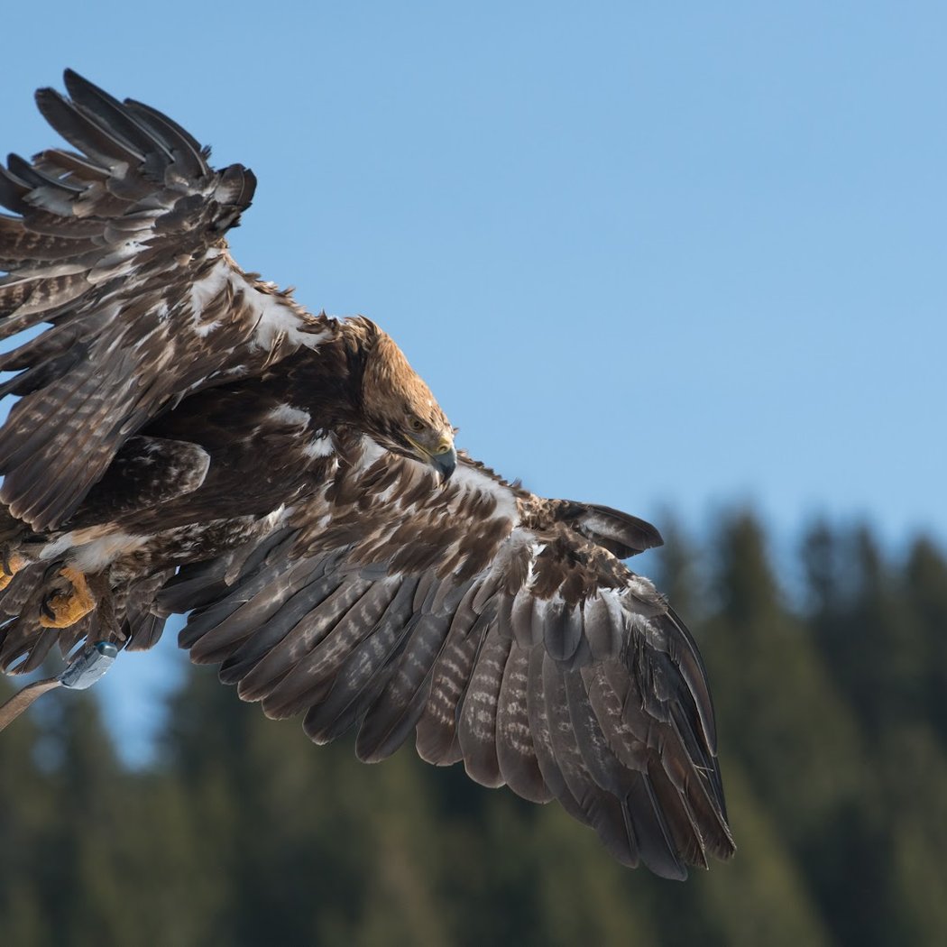 The Eagles of Lake Geneva 1