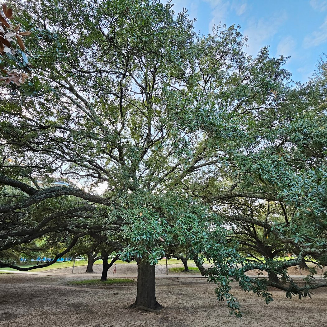Buffalo Bayou Park 3