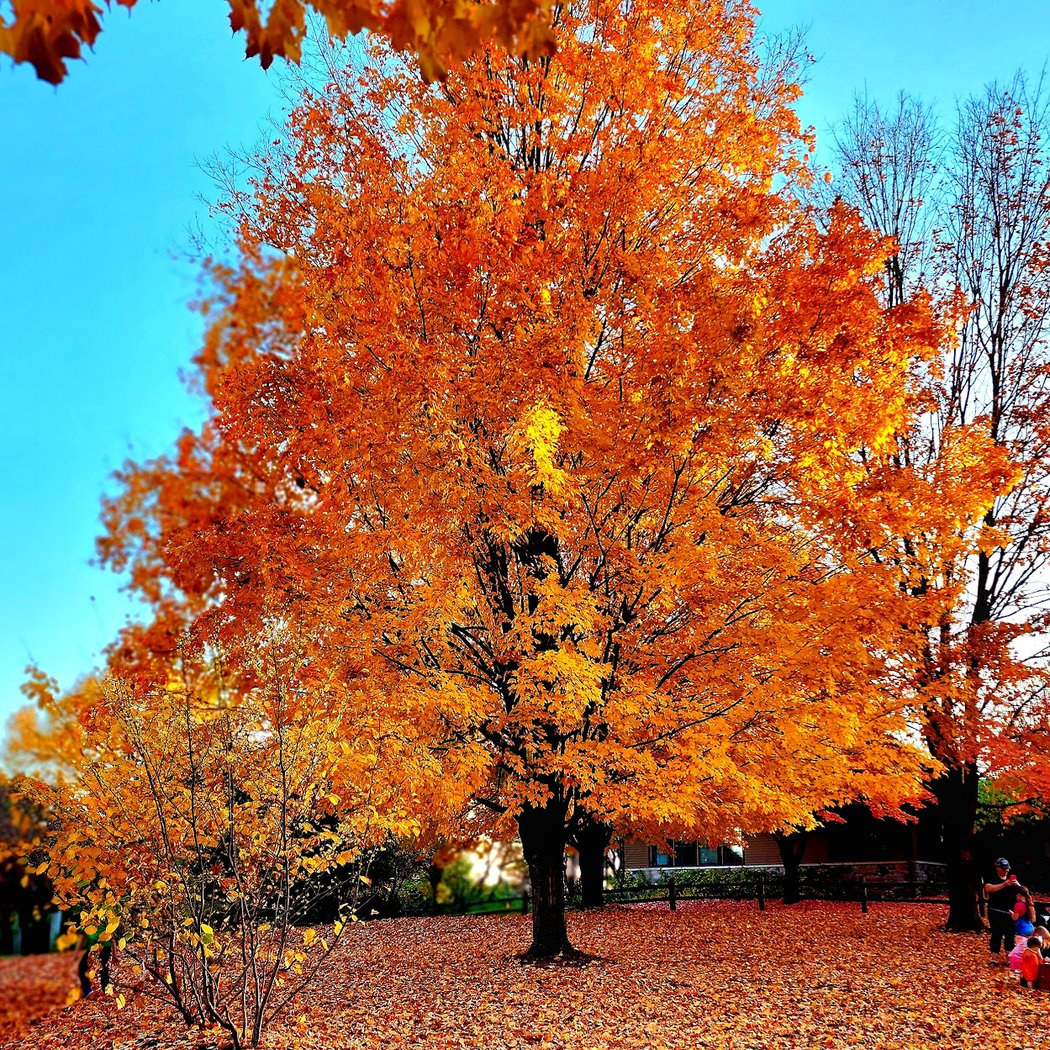 County Farm Park 1