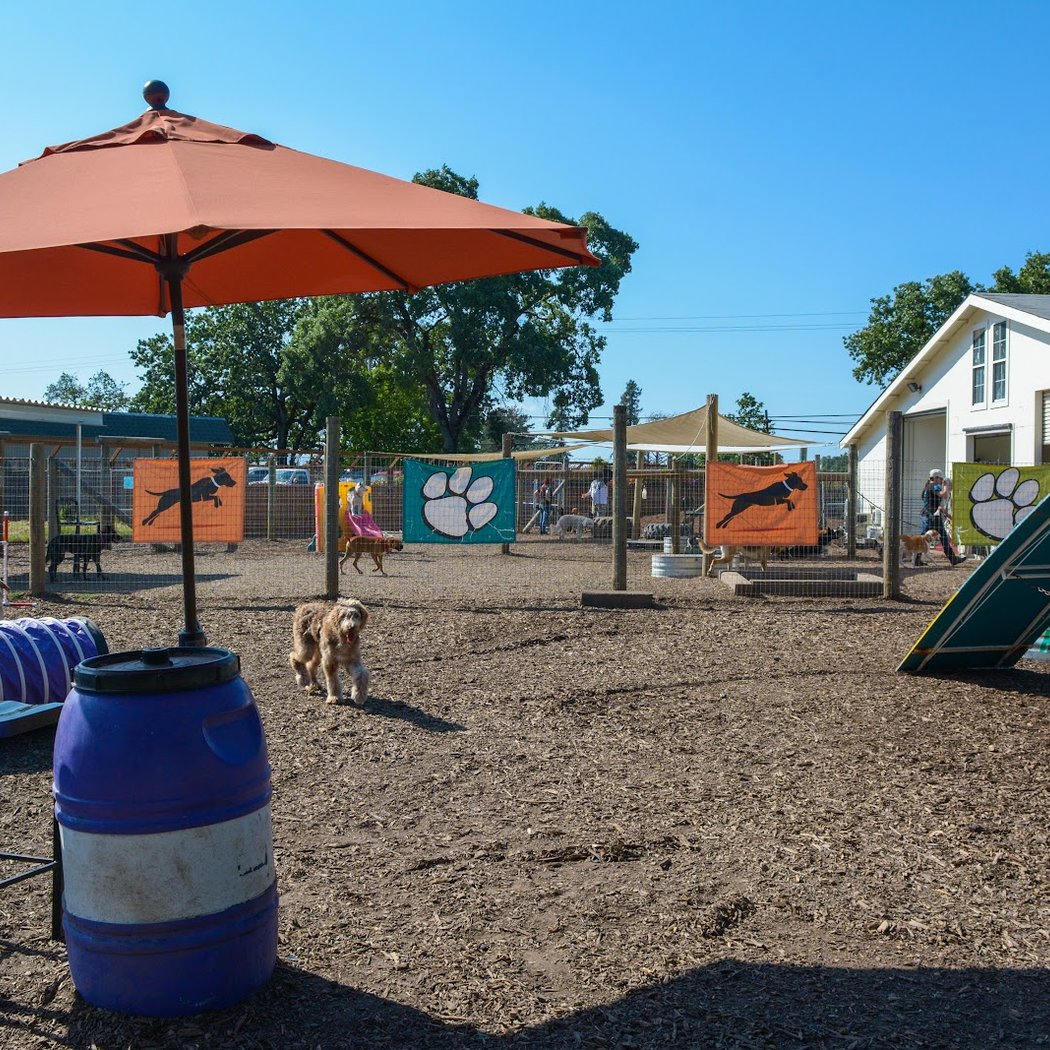 K9 Activity Club 1