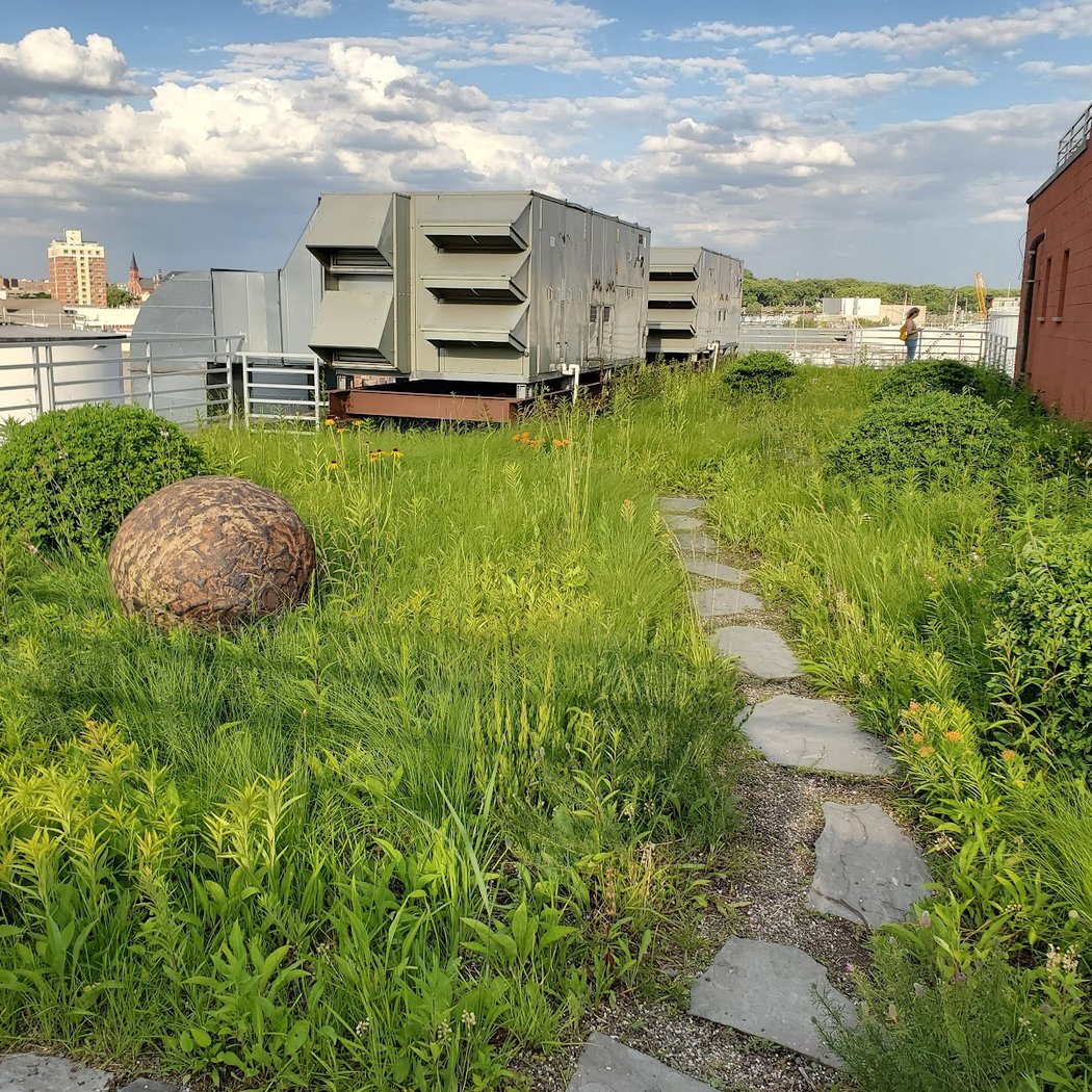 Kingsland Wildflowers Green Roof Tours 3