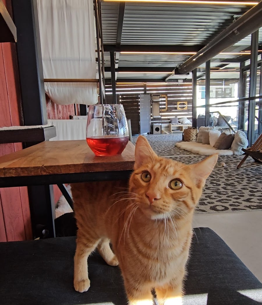 Happy Meower